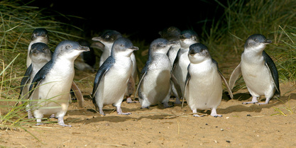 penguin-sighting
